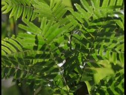 MCU Pan right across sunlit leaves, Amazon Stock Footage