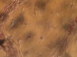 Track across Network of capillaries in tail of Toad tadpole. Stock Footage