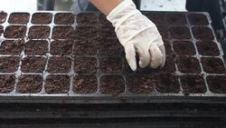 Women hand are preparing peat moss soil. Stock Footage