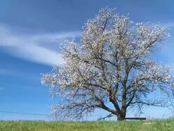 HD Motion Time-Lapse: Cherry Tree Against Cloudscape Stock Footage