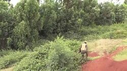 CLEAN : Two lions escape from Nairobis national park News Clip