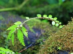 Ferns. Stock Footage