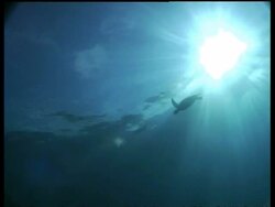 WA silhouetted pair of Green Turtle, swimming overhead with sun above, low angle, Sipadan, Borneo, Malaysia Stock Footage