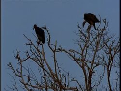 MS Low angle, Silhouetted vultures in tree, Gujarat, India Stock Footage