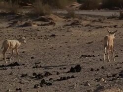 Arabian Oryx (Oryx leucoryx) 2 youngs walking Stock Footage