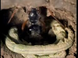 CU Ammophila wasp with caterpillars, from inside burrow Stock Footage