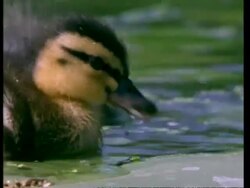 CU Mallard ducklings, Anas platyrhynchos, on lily pads on river, England, UK Stock Footage
