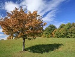 Landscape in autumn Stock Footage
