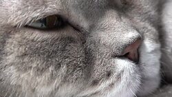 British cat lying on the armchair Stock Footage