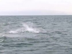 Medium Long Shot hand-held - A shark surfaces above an ocean. Stock Footage