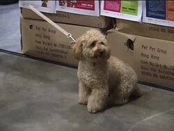Pampered pooches at Hong Kong pet show News Clip