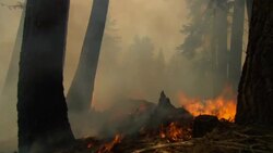 Smoke rises from a forest fire. Stock Footage