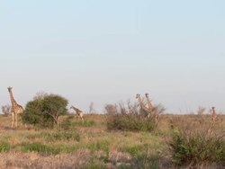 WS Giraffe herd amongst scrub   / Central Kalahari Game Reserve, Botswana Stock Footage