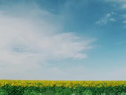 Driving by a field of yellow sunflowers beneath an endless horizon of blue sky and clouds Stock Footage