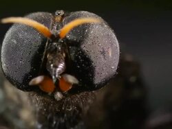 Close-up of the head and compound eyes of a giant horsefly (family Tabanidae). Filmed in the Ecuadorian Amazon Stock Footage