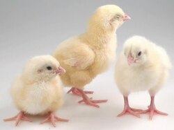 Three little chickens Stock Footage