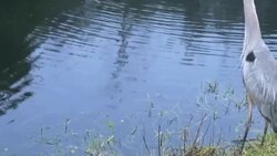 Pan Shot of Bird Great Blue Heron Flying Away Stock Footage