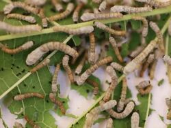 small silkworm Stock Footage