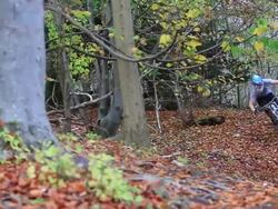 A man jumping on his mountain bike on a singletrack dirt trail through a forest. - Slow Motion Stock Footage