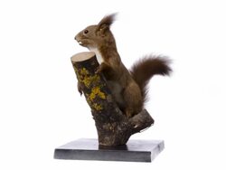 Eurasian red squirrel (Sciurus vulgaris) Stock Footage