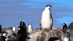 Chinstrap Penguin Stock Footage