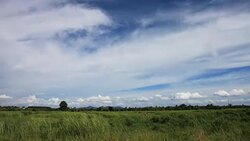 Meadow of agricultural area in the rural on fine weather day. Stock Footage