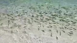 Fish swimming Stock Footage