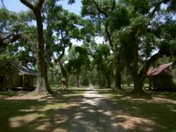 WS POV View of tree lined path next to old slave quarters / New Orleans, Louisiana, United States Stock Footage