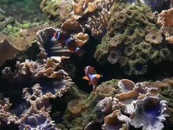 Nemo Clownfish Stock Footage
