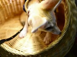 Puppy dog Stock Footage