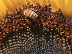 Bee feeding Stock Footage