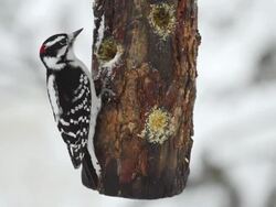 MS View of male downy woodpecker (Picoides pubescens) pecks at homemade suet in hole in wooden feeder as falling snow blows by / Valparaiso, Indiana, United States Stock Footage