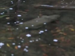 MS TS Platypus (Ornithorhynchus anatinus) swimming in stream in early morning  / Mt Field National Park, Tasmania,  Australia Stock Footage