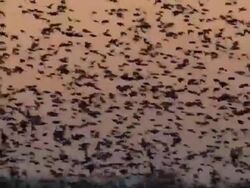 Massive starling flock close up Stock Footage