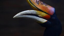 Hornbill bird on branch. Stock Footage