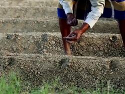 Planting Seed Stock Footage