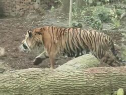 Tiger footage at Tiger Territory Royal Opening Stock Footage