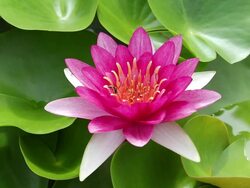 Red waterlily Stock Footage