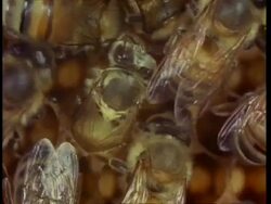 Honey bee workers attend emerging bee on comb Stock Footage