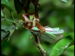 MCU Female Praying Mantis (Sphodromantis lineata) eating live male Stock Footage