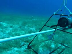 Baited Remote Underwater Video (BRUV) lands on seabed, Queen trigger fish, Balistes vetula, underwater, Bahamas  Stock Footage