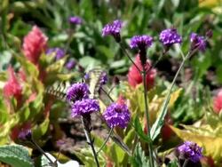 MS Butterfly flying on blue verbena flower / Koblenz, Rhineland-Palatinate, Germany Stock Footage