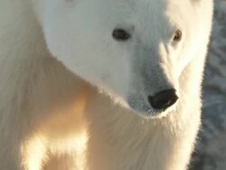 CU TS TU TD Polar bear standing on rock   / Churchill, Manitoba, Canada Stock Footage