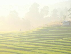 Rice fields on mountain in morning. Stock Footage