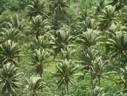 Wind among coconut palms plantation in French Polynesia Stock Footage