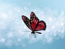 Butterfly Stock Footage