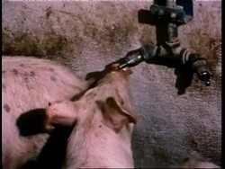 Hogs live in small pens on a farm. News Clip