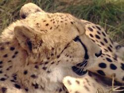 CU SLO MO Shot of Cheetahs lying in grass, Pilanesberg Game Reserve / North West Province, South Africa Stock Footage