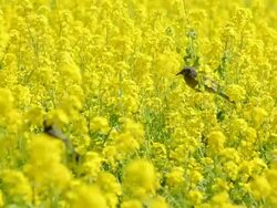 MS Shot of Broccolini blossoms and birds, Brown eared Bulbul / Chuo, Tokyo, Japan Stock Footage