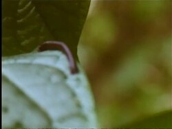 Leech moving over leaf by flipping end to end, Indian rainforest Stock Footage